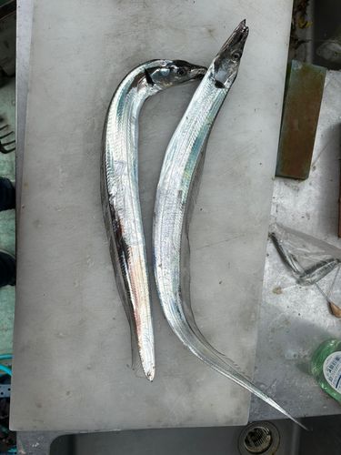 釣果