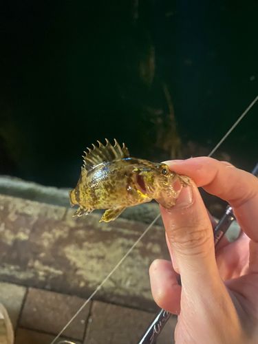 博多湾