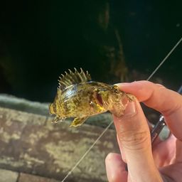 タケノコメバル