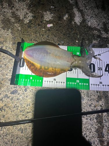 若狭湾