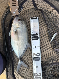 ギンガメアジの釣果