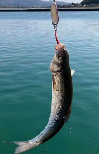 ウグイの釣果