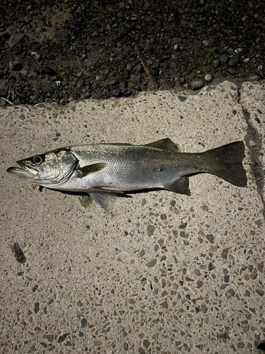 ヒラスズキの釣果