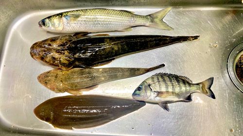 マゴチの釣果