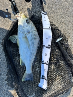 ホシミゾイサキの釣果