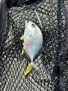 オニヒラアジの釣果
