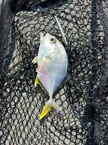 オニヒラアジの釣果