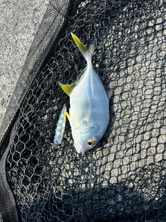 オニヒラアジの釣果