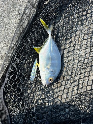 オニヒラアジの釣果