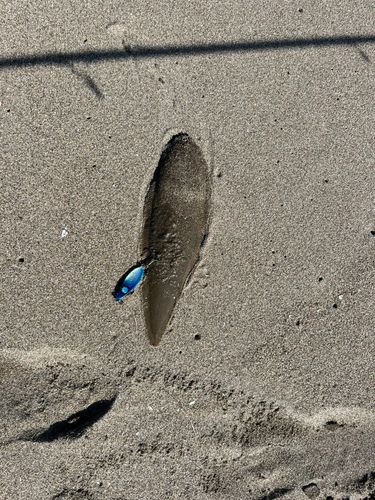 シタビラメの釣果
