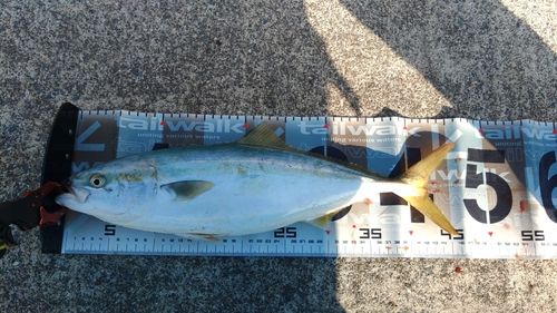 イナダの釣果