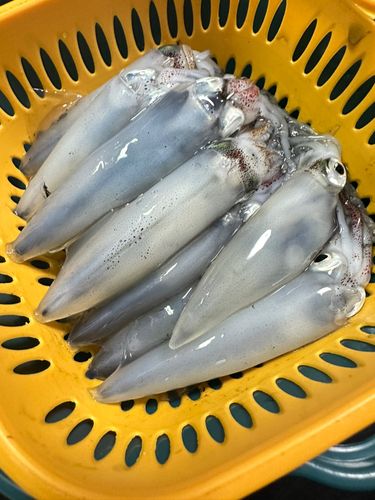 マメイカの釣果