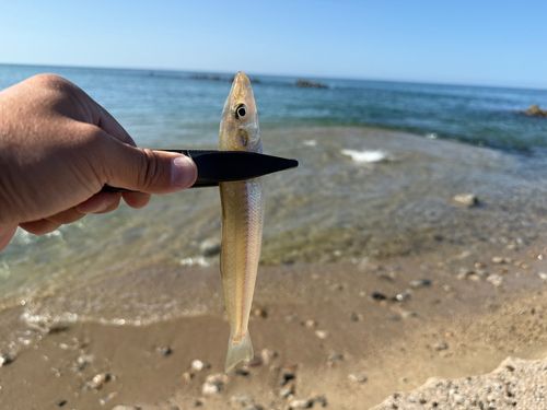 シロギスの釣果