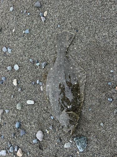 ソゲの釣果