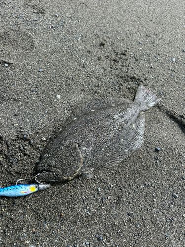 ソゲの釣果