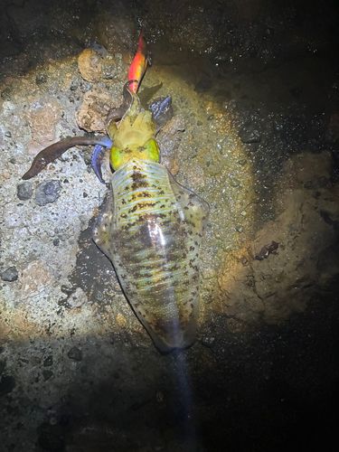 アオリイカの釣果