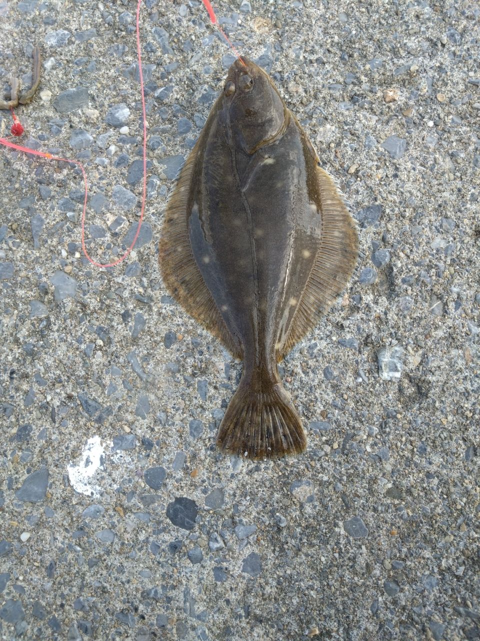 カレイ