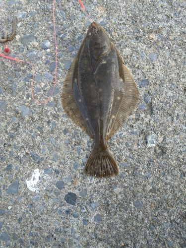 カレイの釣果