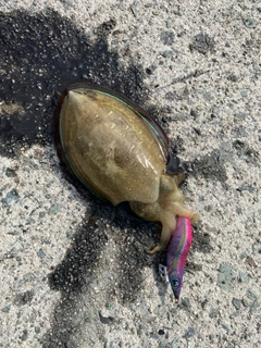 コウイカの釣果