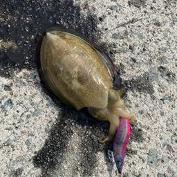 コウイカ