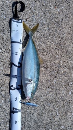 ワカシの釣果