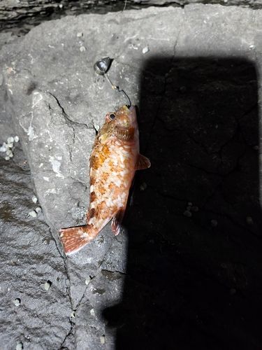 アラカブの釣果