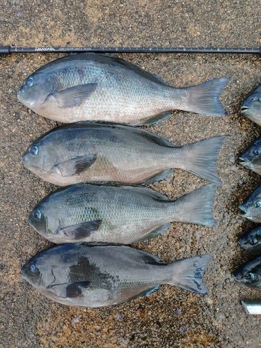 メジナの釣果