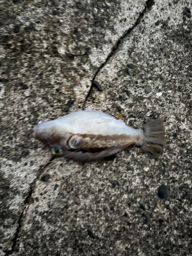 キタマクラの釣果