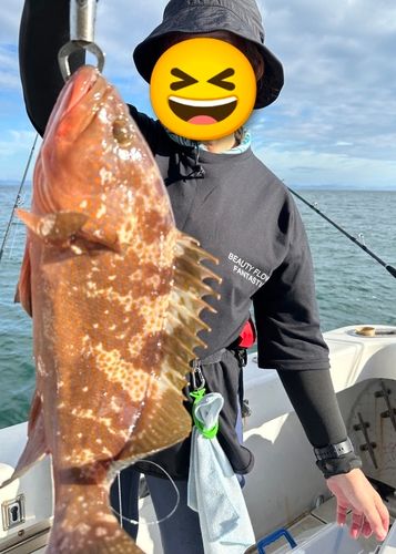 アコウの釣果