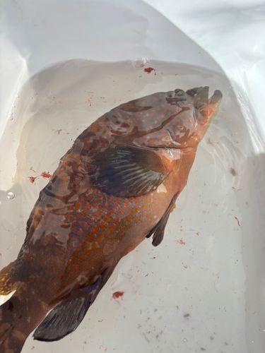 キジハタの釣果