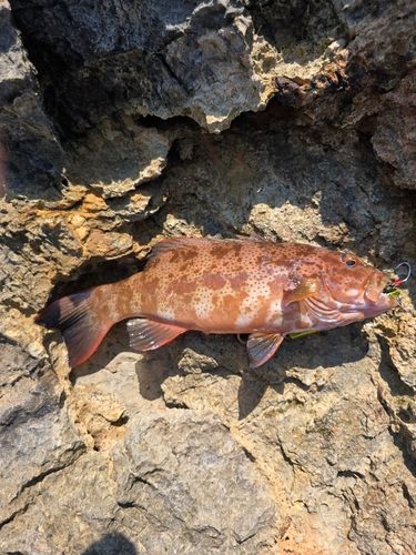アカジンミーバイの釣果