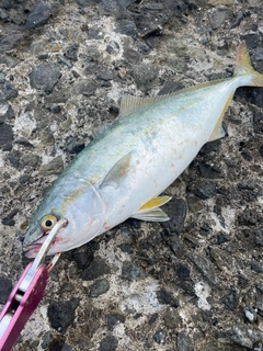 フクラギの釣果