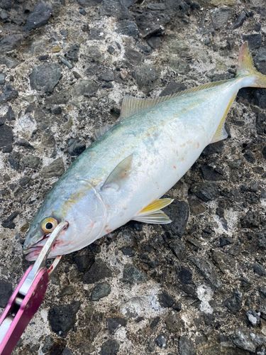 フクラギの釣果