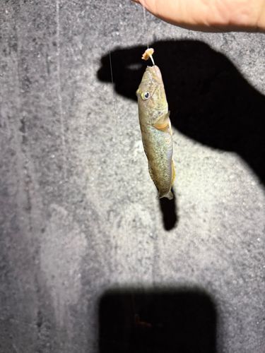 ハゼの釣果