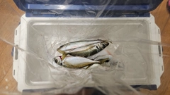 マアジの釣果