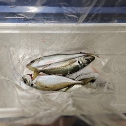 マアジ