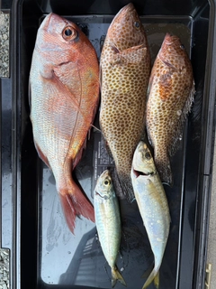 オオモンハタの釣果