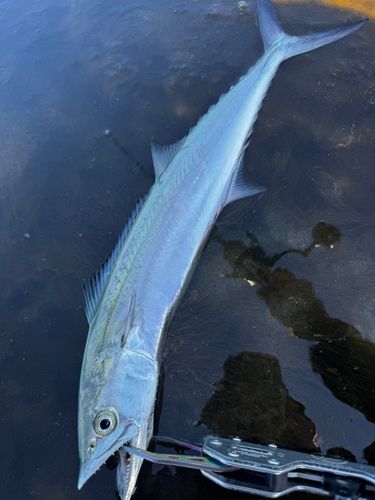 サゴシの釣果