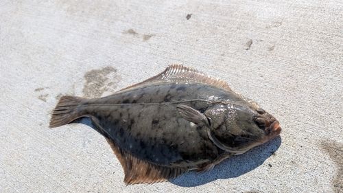 カレイの釣果