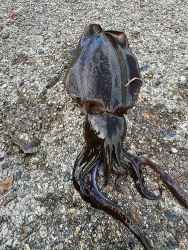 魚津漁港