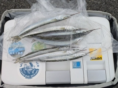 サヨリの釣果