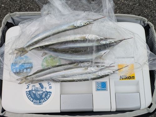 サヨリの釣果
