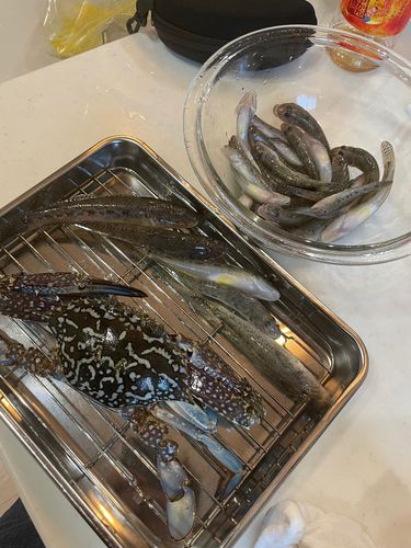 ハゼの釣果