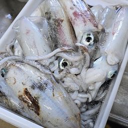 アオリイカ