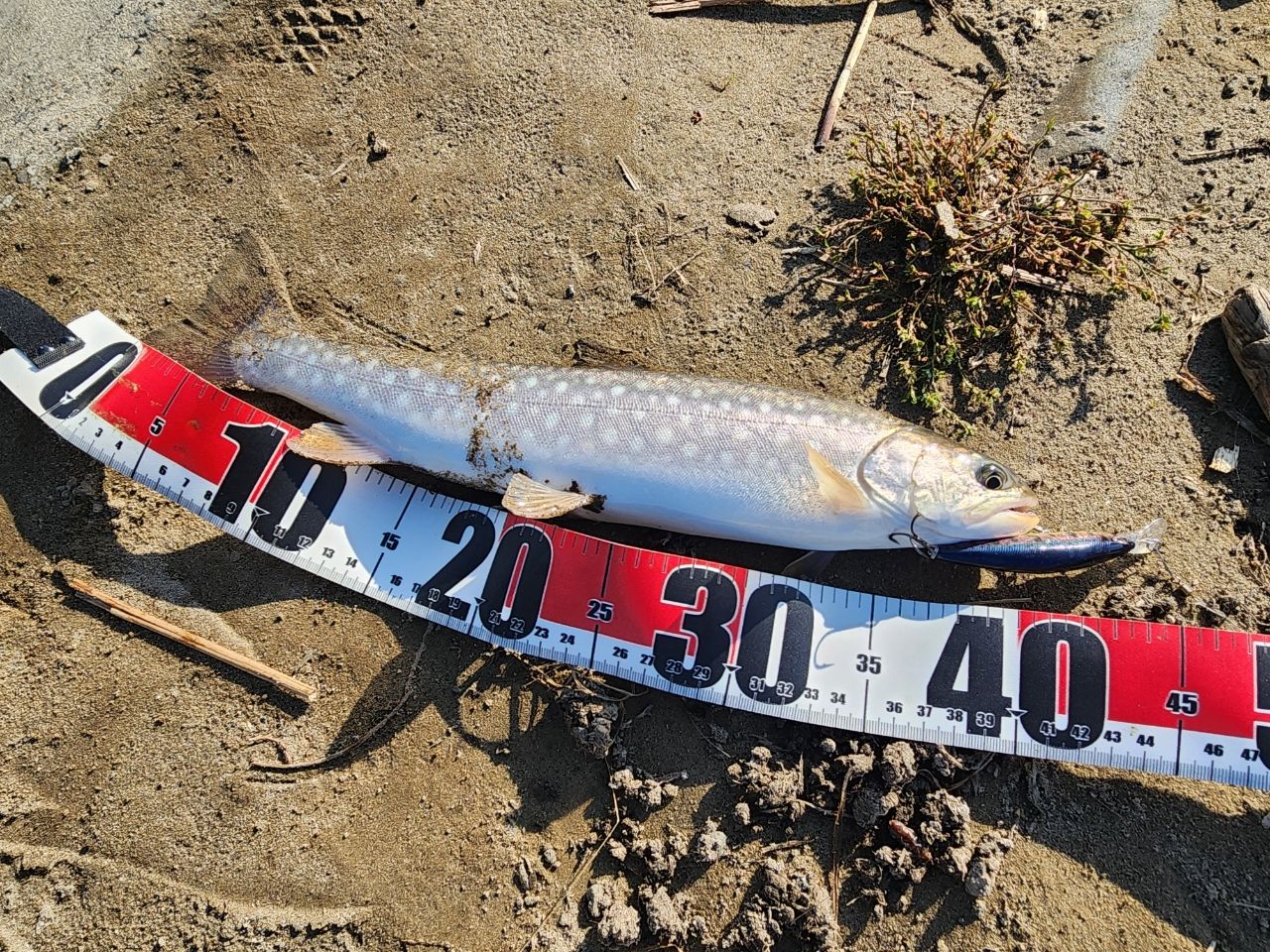 SHIMANO 24トラウトワン NS S83MLの最安値・インプレ・釣果 | 本音の