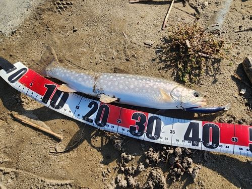 アメマスの釣果