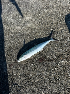 サゴシの釣果