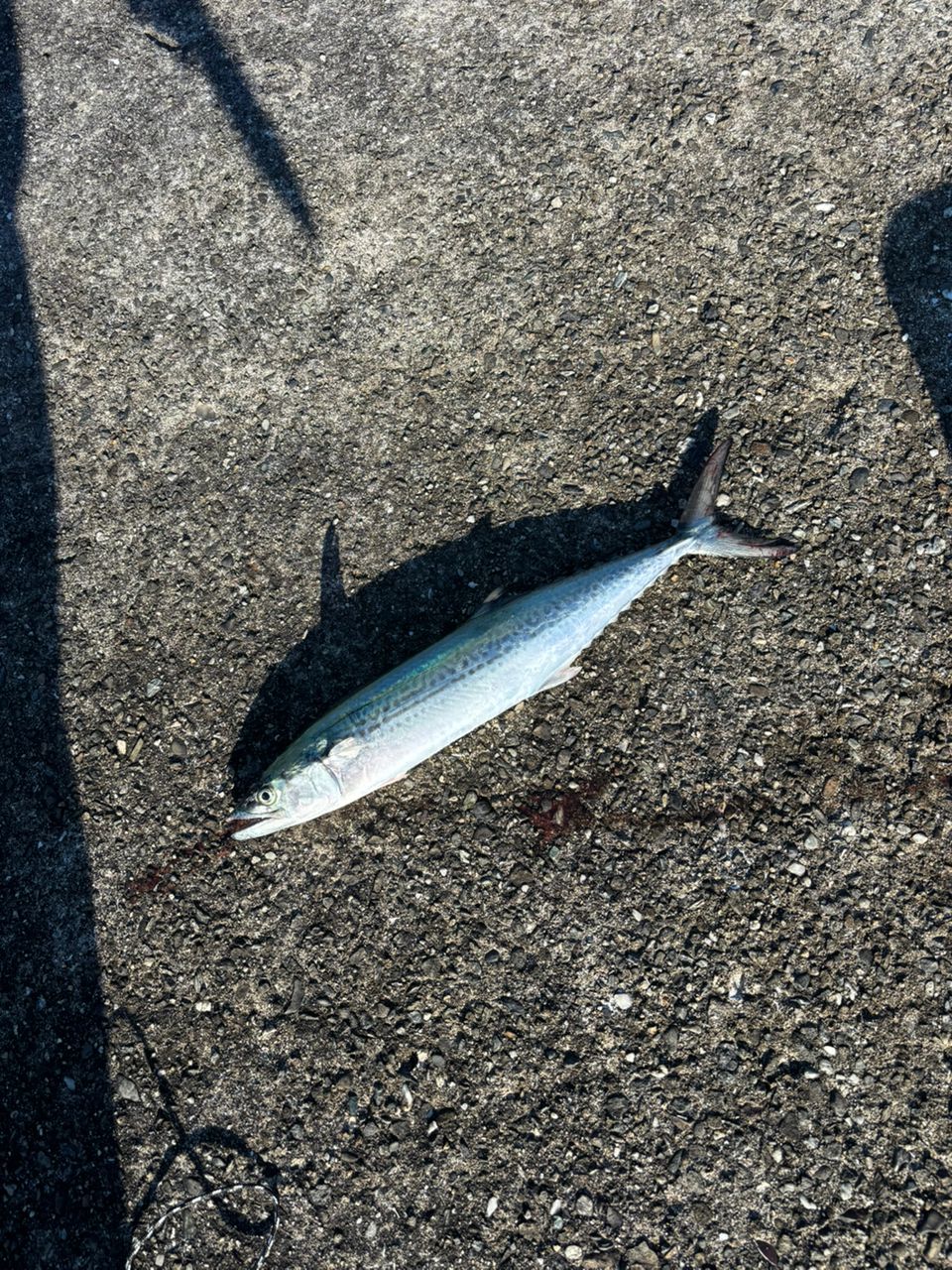 ヨボヨボじじいさんの釣果 1枚目の画像