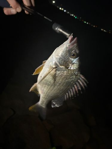 キビレの釣果