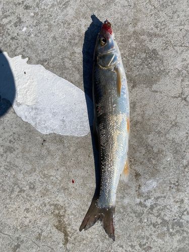 ウグイの釣果